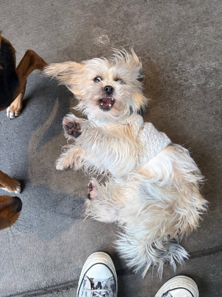 A Day at Bark Social Day Camp: Hour by Hour