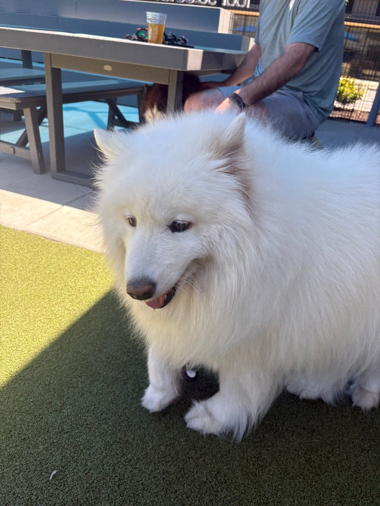 Why We Cap Day Camp at 25 Dogs (and What That Means for Yours)