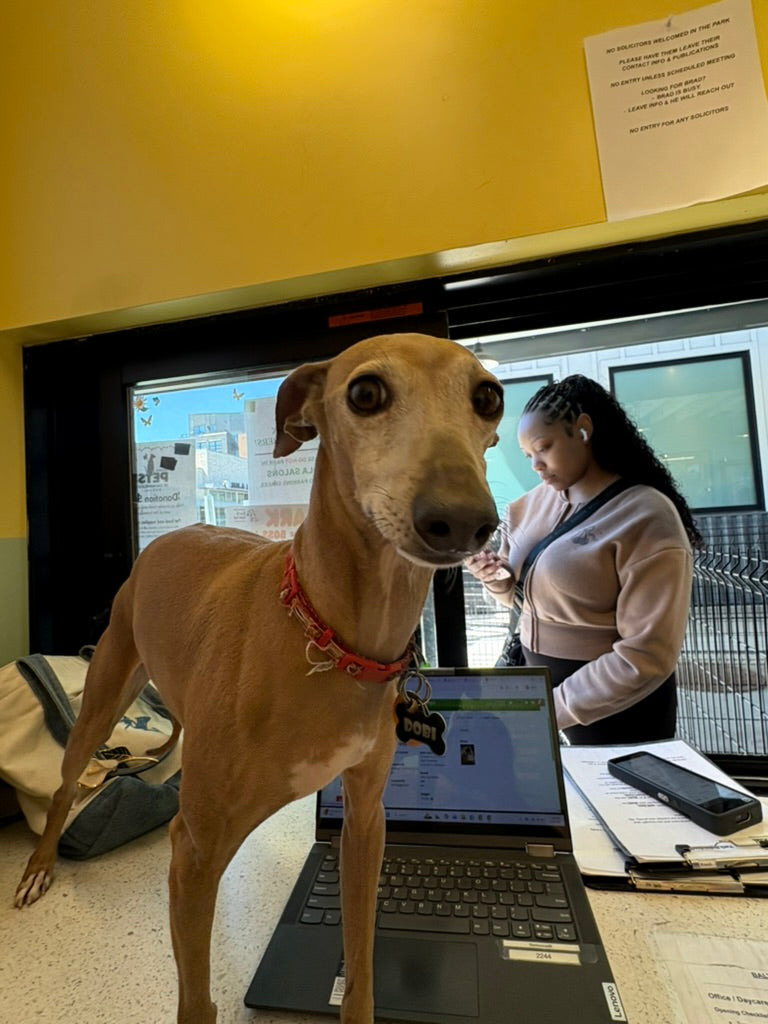 Is Your Dog Ready for Daycare? A 5-Minute Self-Assessment