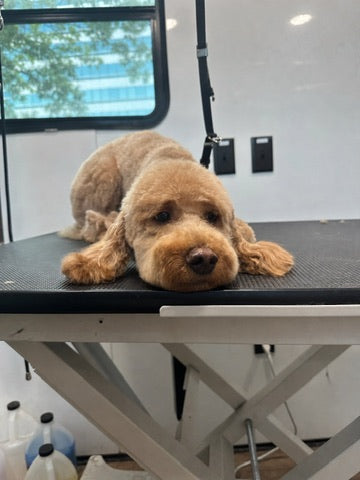 Doodle Owners, Read This Before Your Next Grooming Booking