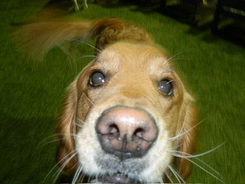Senior Dogs at Day Camp: When It's Great, When It's Time to Switch