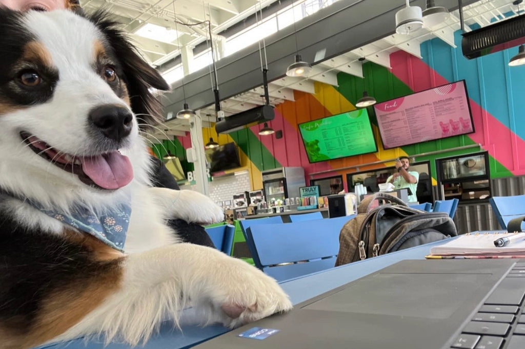 District Fray: We're A Great Spot to Work Remotely with Your Dog