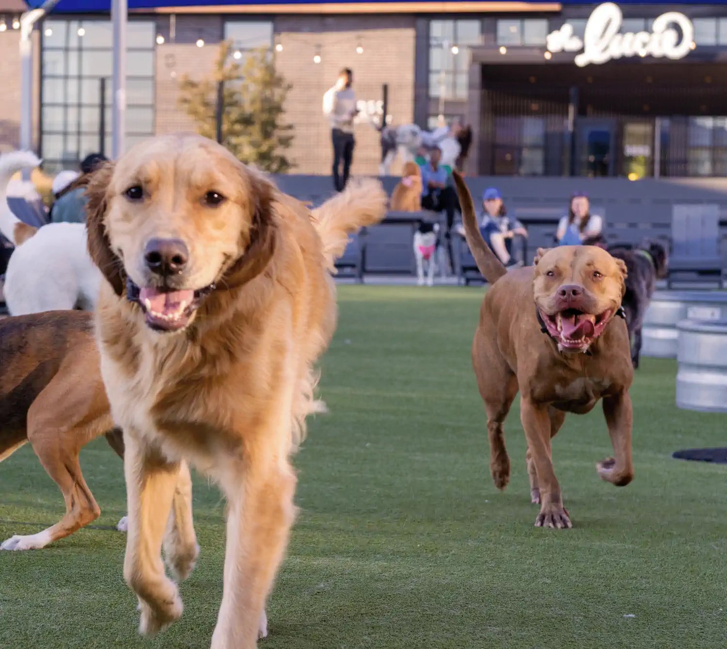 Bark Social, One of the Nation’s Largest and Most Beloved Dog Bars, is Closing its Doors