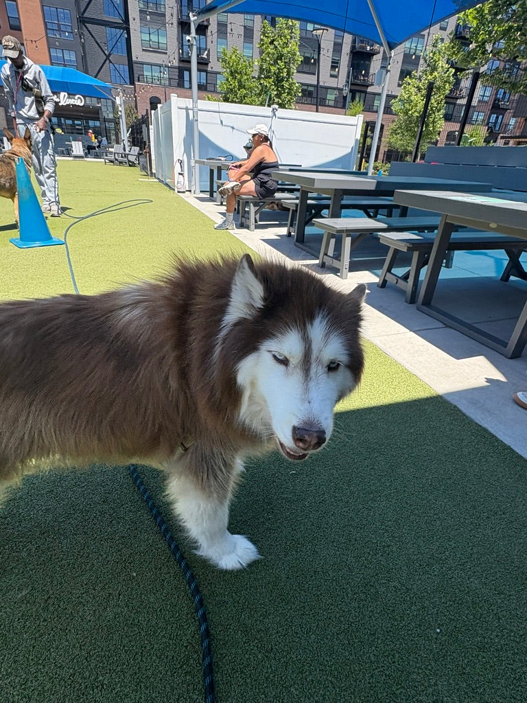 Why You Should Never Shave a Double-Coated Dog