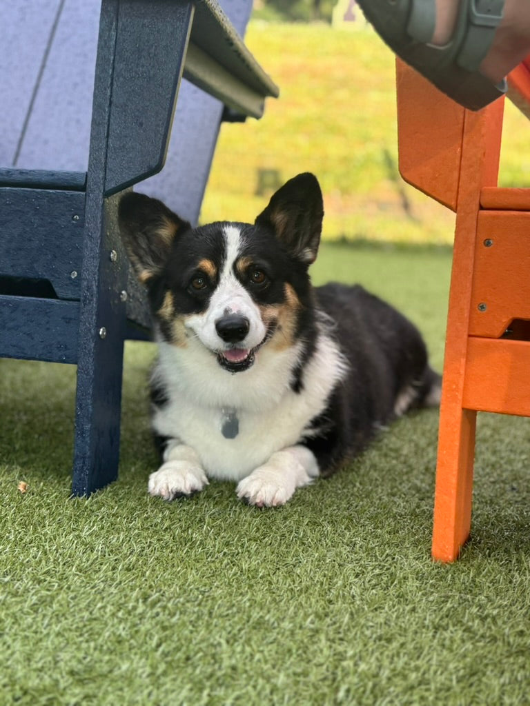 Puppy Daycare 101: What Your 4-Month-Old Gains (and What to Watch For)