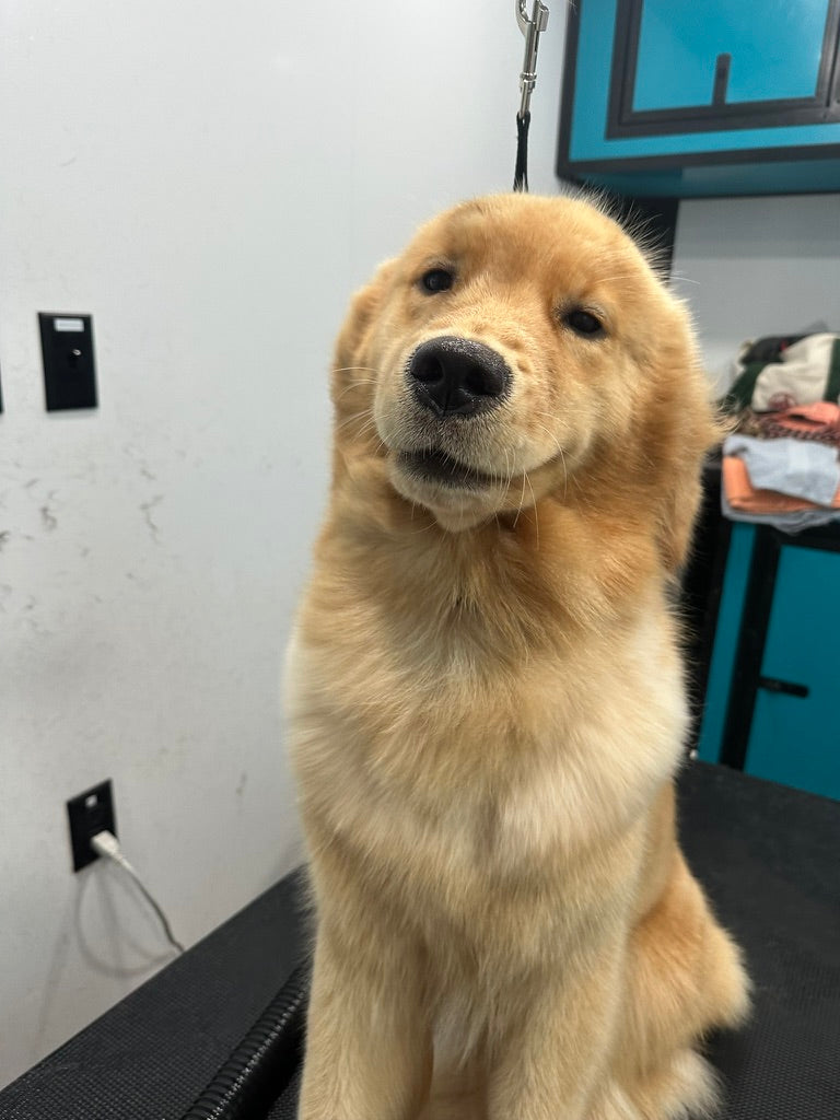 Your Puppy's First Grooming Appointment