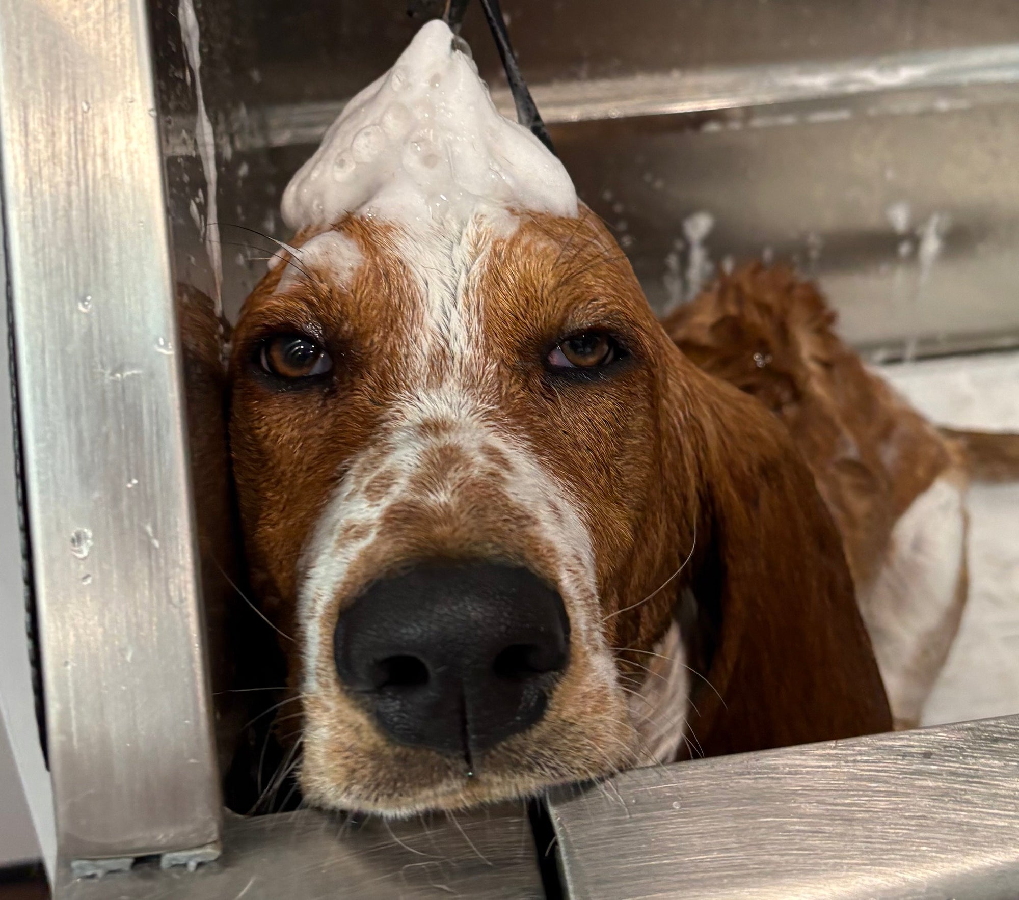 Puppy Grooming in Columbia, MD: When to Start  and What to Expect