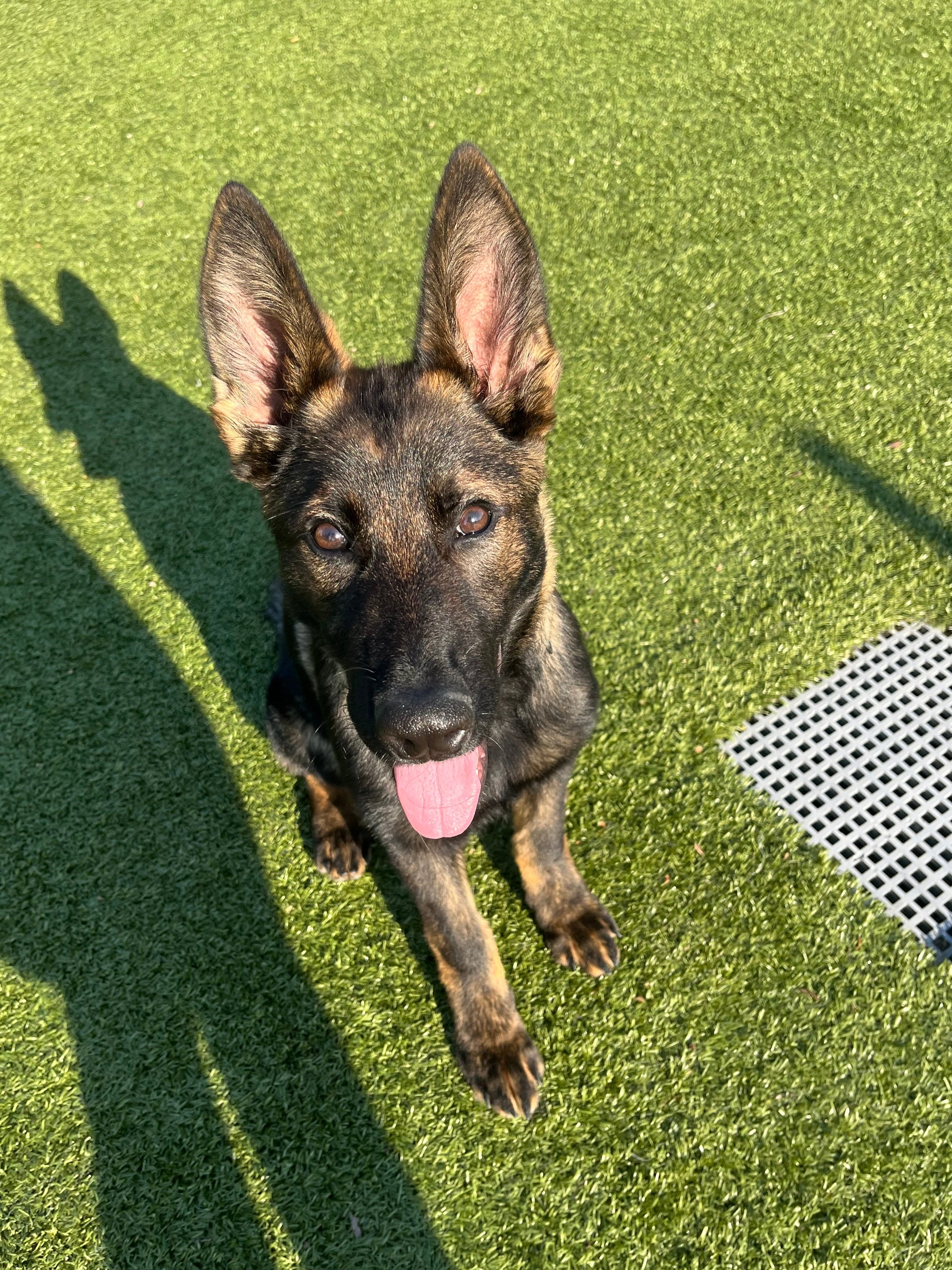 The Behavioral Benefits of Daycare for Reactive, Anxious, and High-Energy Dogs