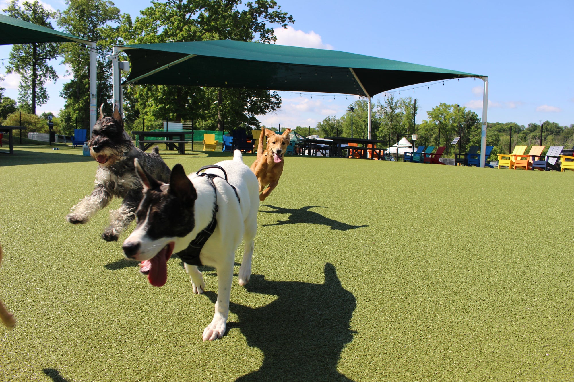 Your First Visit to Bark Social: What to Expect, What to Bring