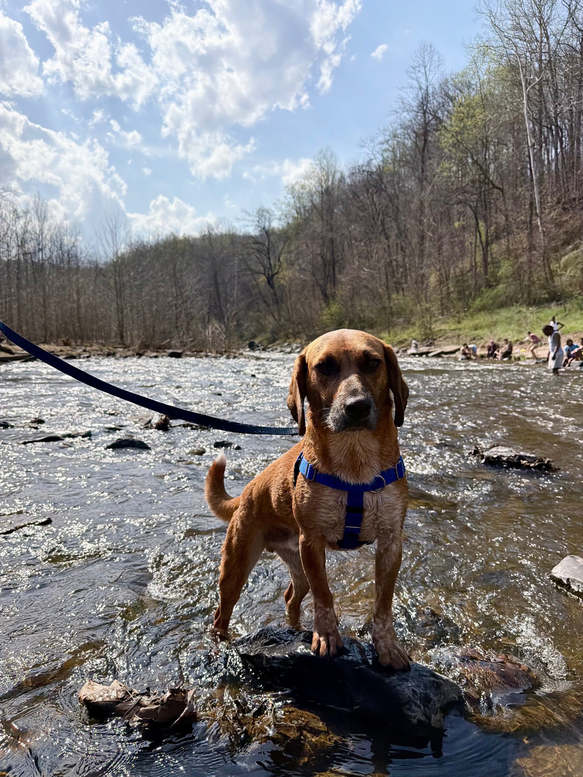 The Maryland Dog Owner's Guide to Dog-Friendly Beaches, Trails, and Patios