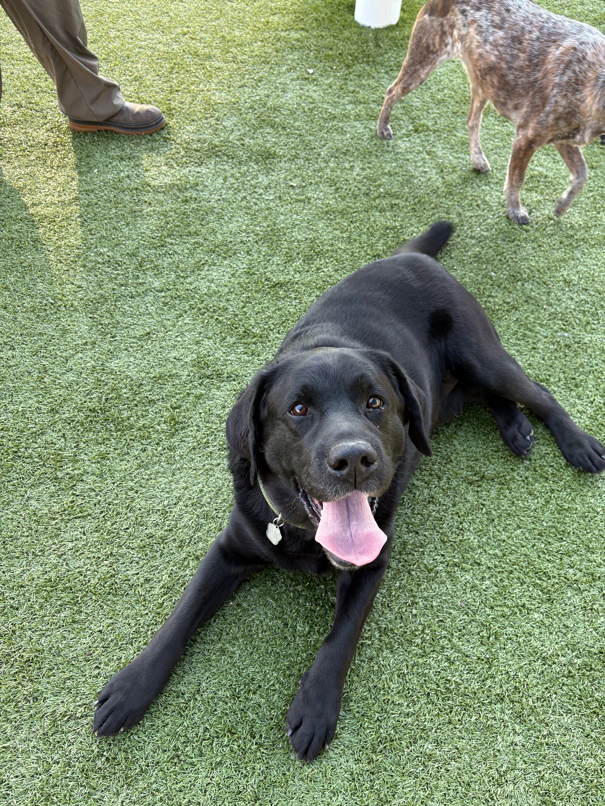 Dog Boarding in Baltimore: The Canton Dog Owner's Complete Guide