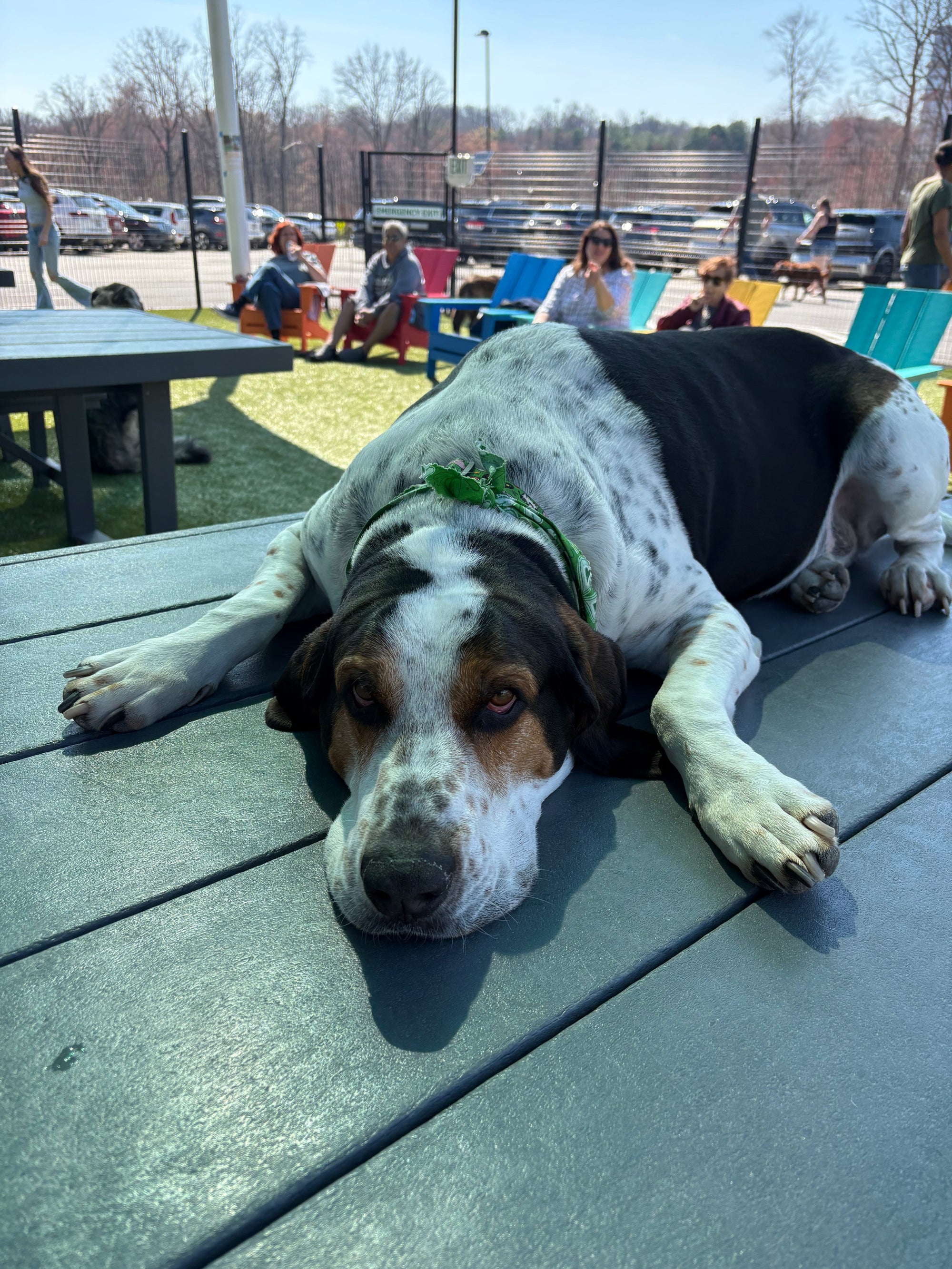 How to Socialize an Adult Dog: The Complete Step-by-Step Guide