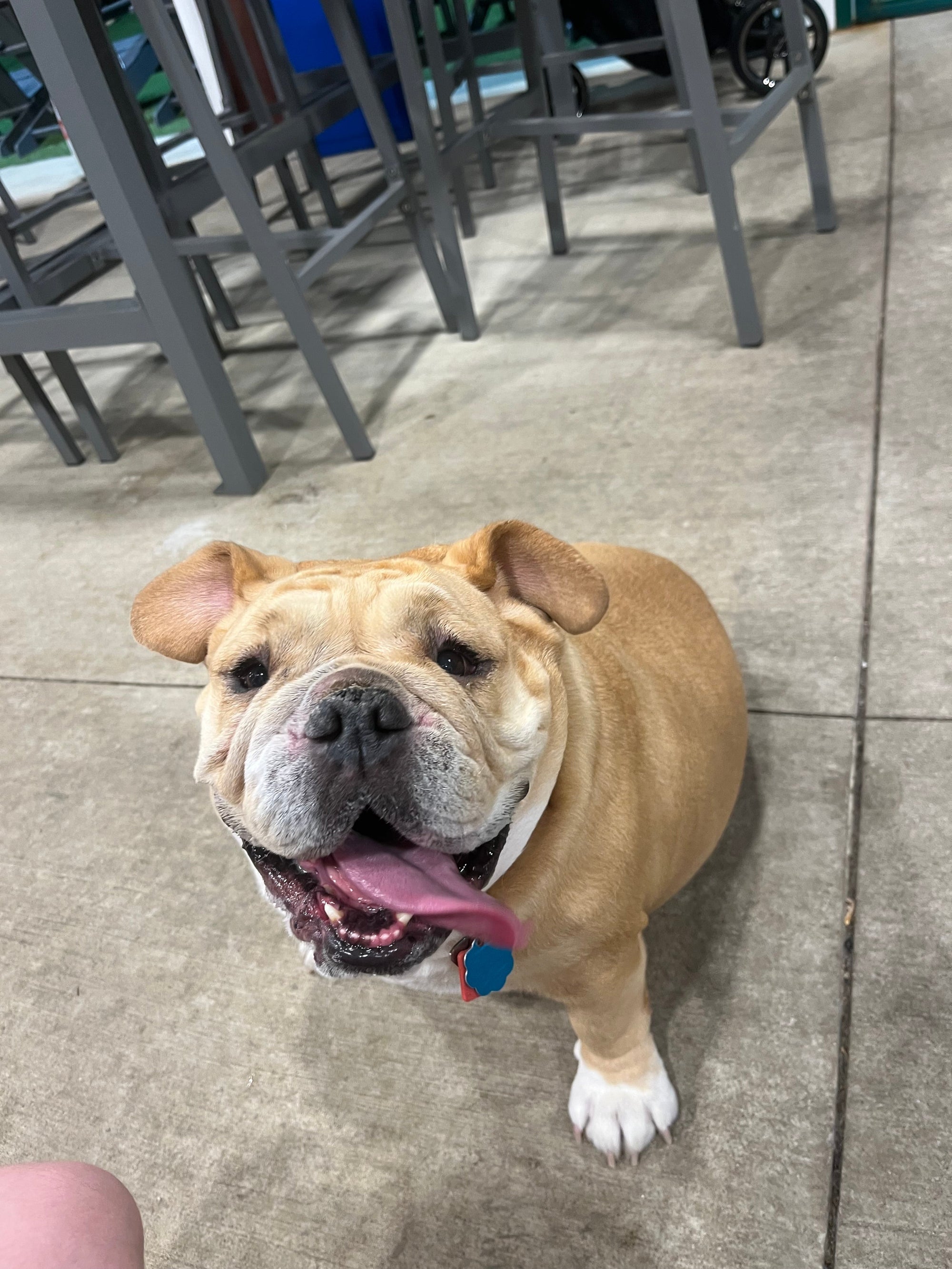 How to Prepare Your Dog for Their First Boarding Stay