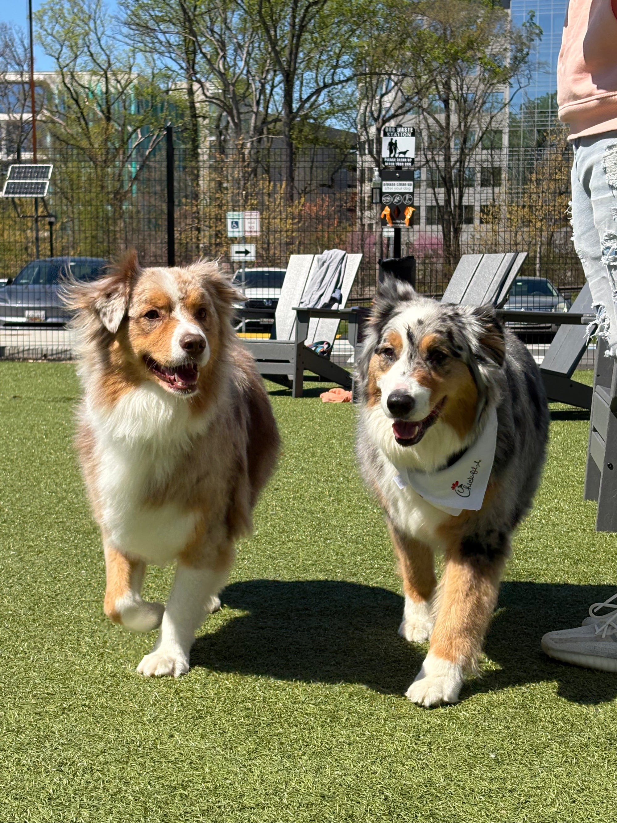 How to Introduce Two Dogs for the First Time (Without It Going Wrong)
