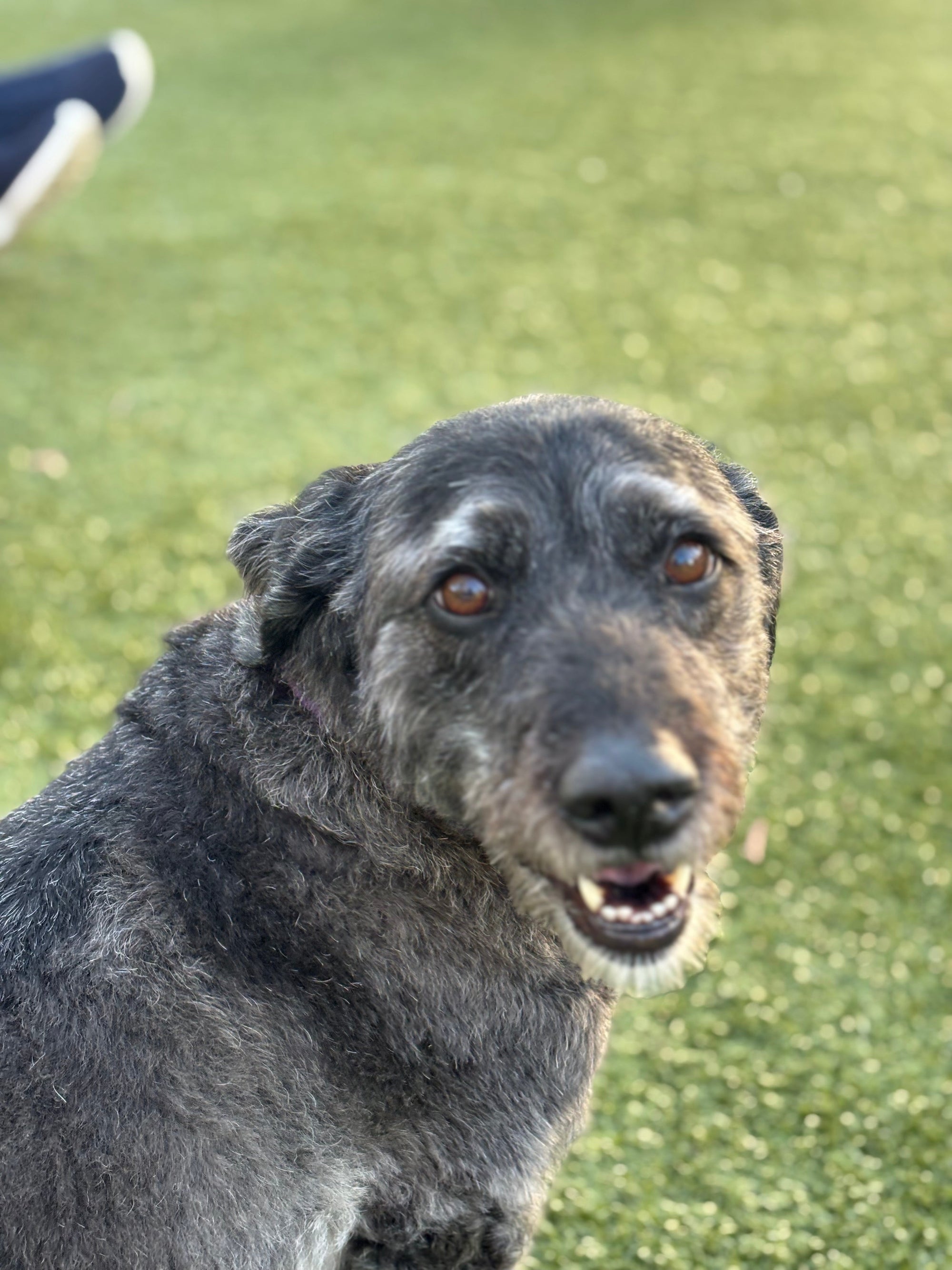 Dog Grooming Prices in Baltimore (Canton), MD: What You Should Expect to Pay