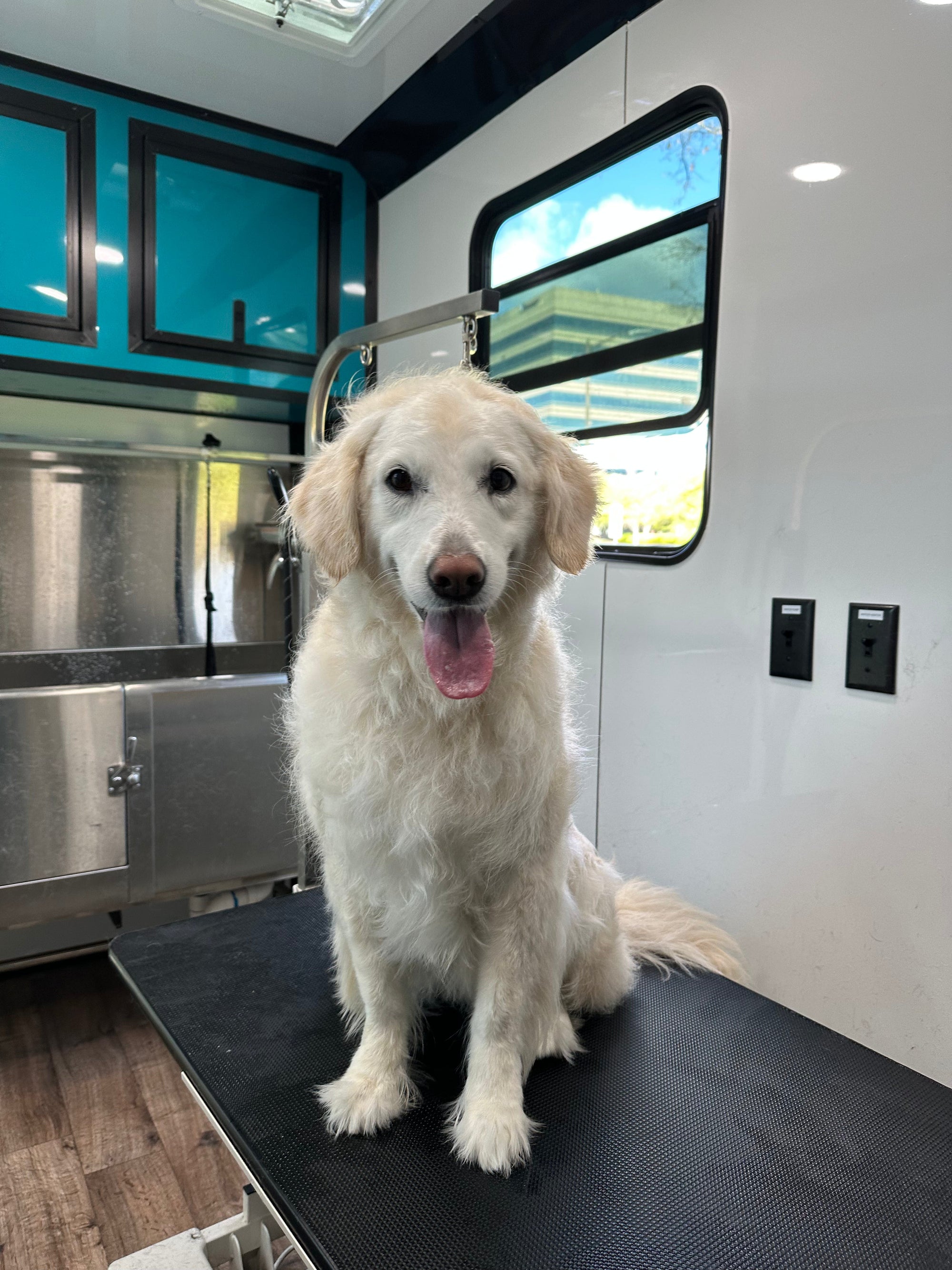 How Often Should You Groom Your Dog? A Canton Dog Owner's Guide by Coat Type
