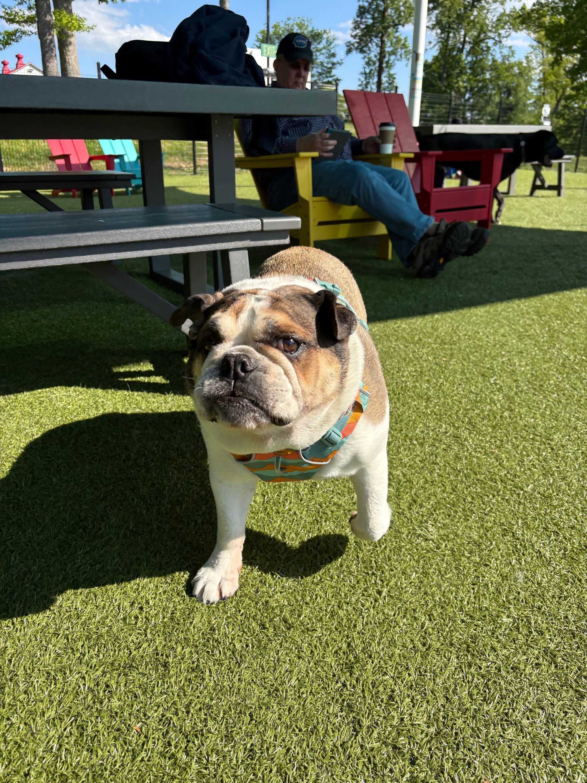 Dog De-Shedding Treatments Explained: What They Are, Who Needs One, and What They Cost