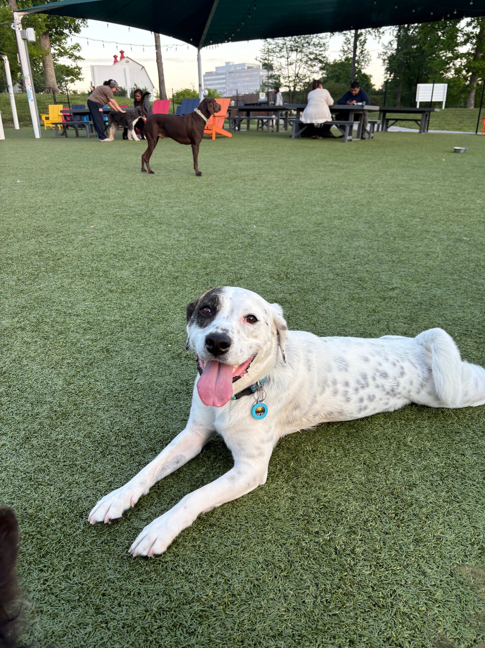 How to Crate Train a Dog (or Re-Crate-Train an Adult): A Step-by-Step Plan