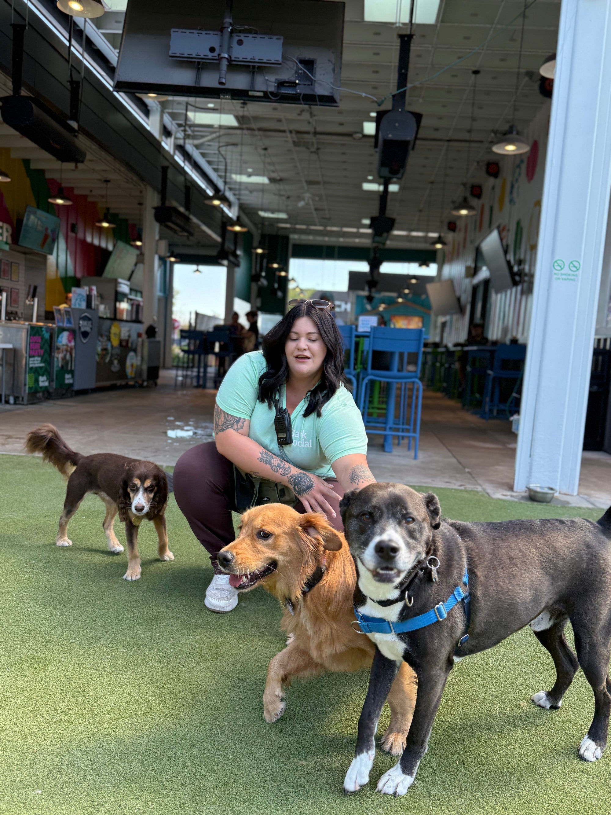 Dog Daycare in Baltimore: What to Look For (And Why Bark Social Stands Apart)