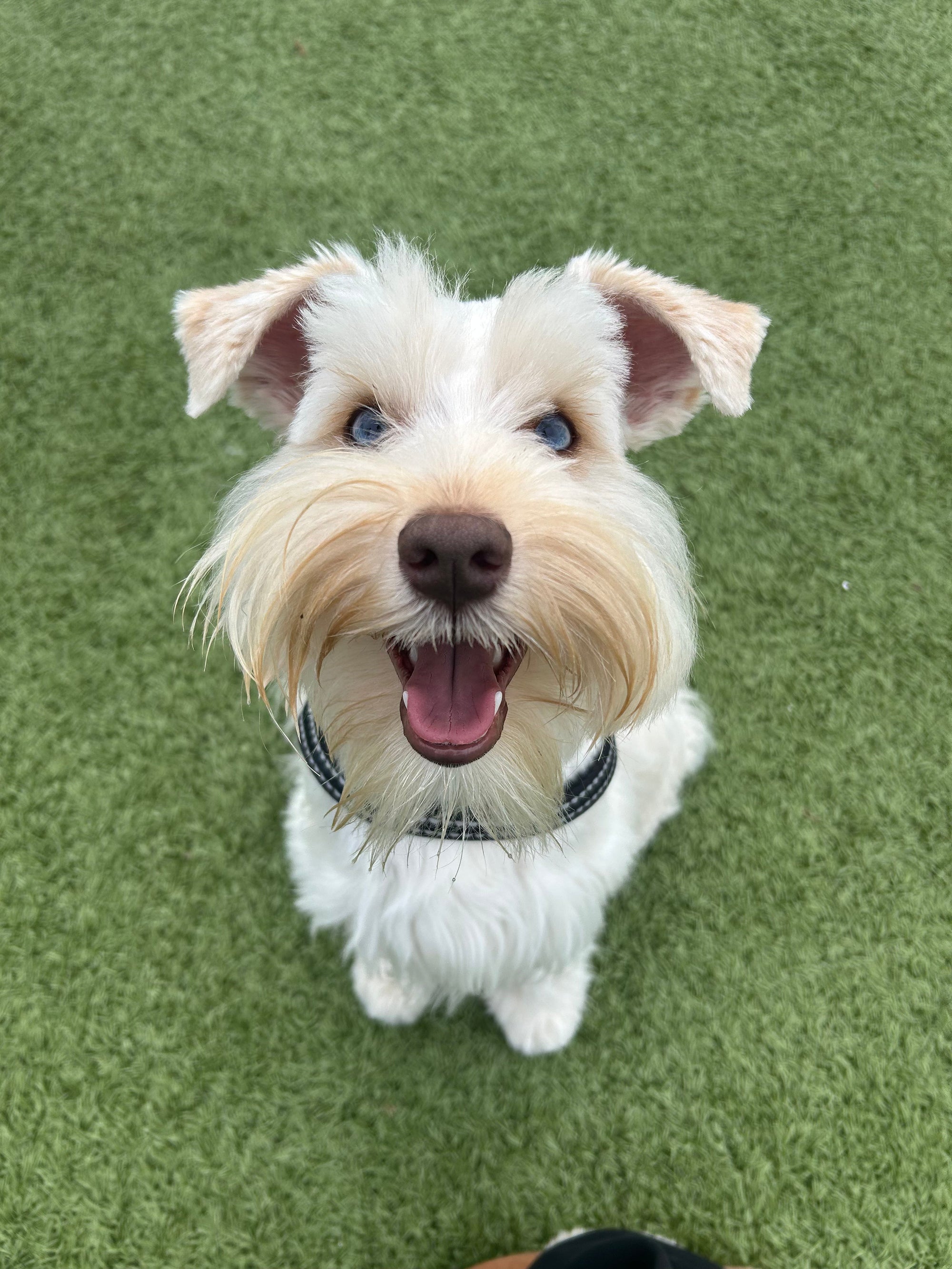 How Much Does Dog Grooming Cost in Maryland? An Honest Pricing Guide
