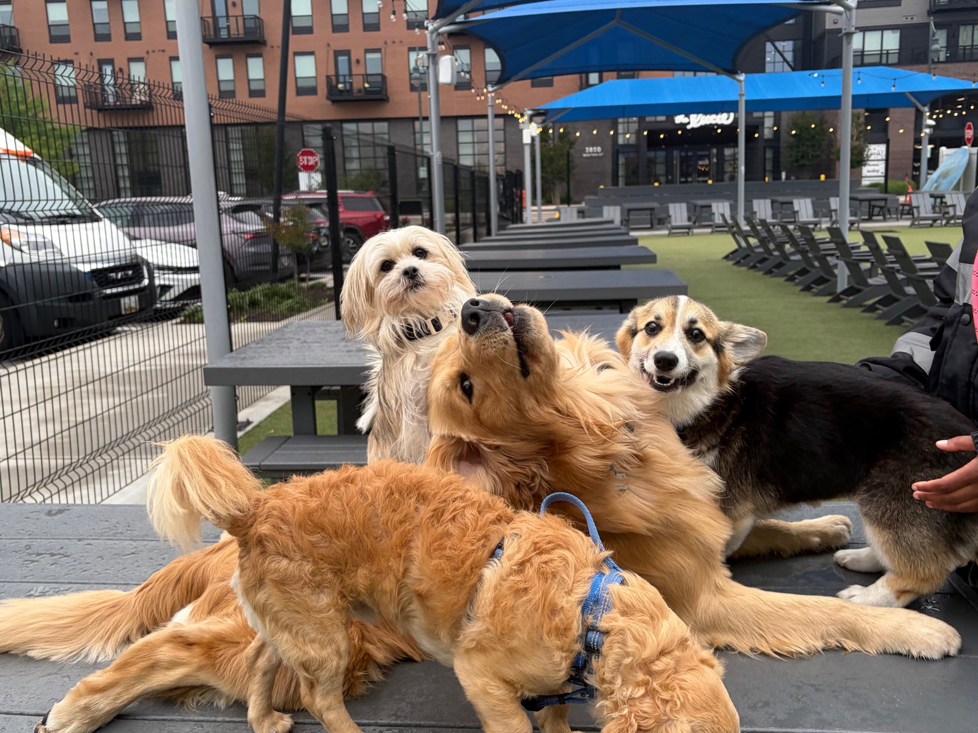 How to Choose a Dog Daycare: 12 Questions to Ask Before You Book