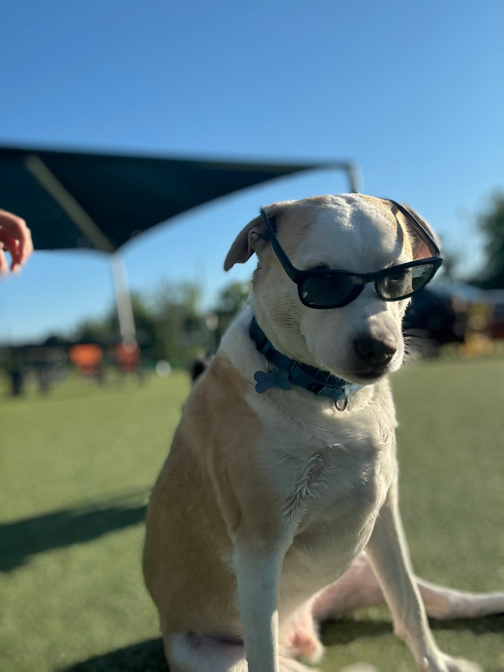 The Best Places to Host a Dog Birthday Party in Columbia, MD