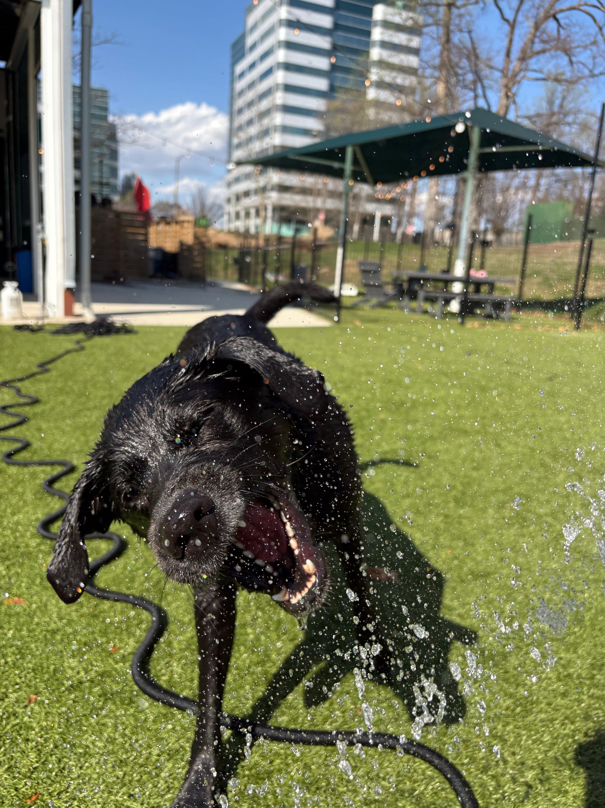 Bath vs. Full Groom vs. De-Shed: Which Service Does Your Dog Actually Need?