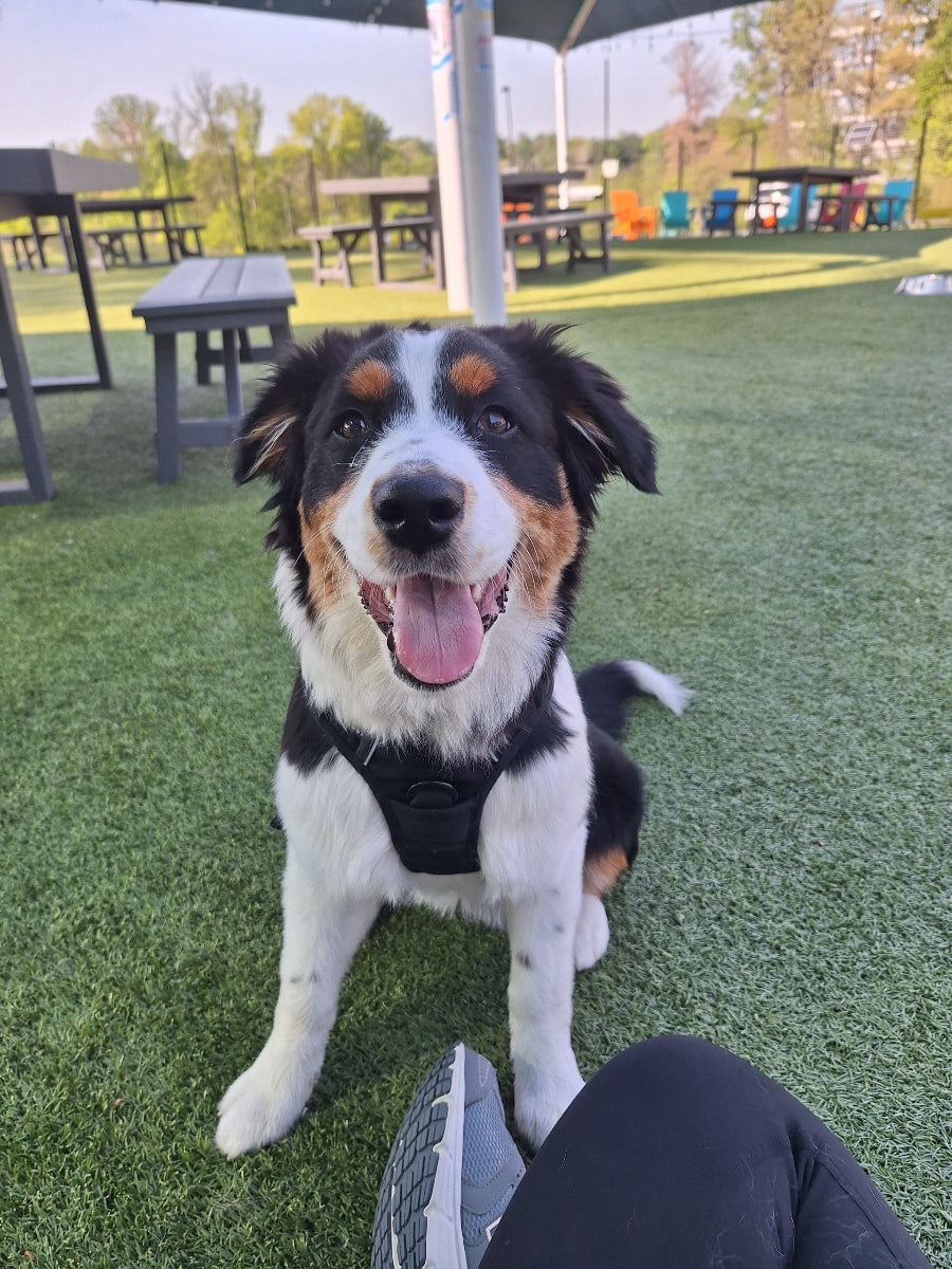 Signs Your Dog Needs More Socialization (And What to Do About It)