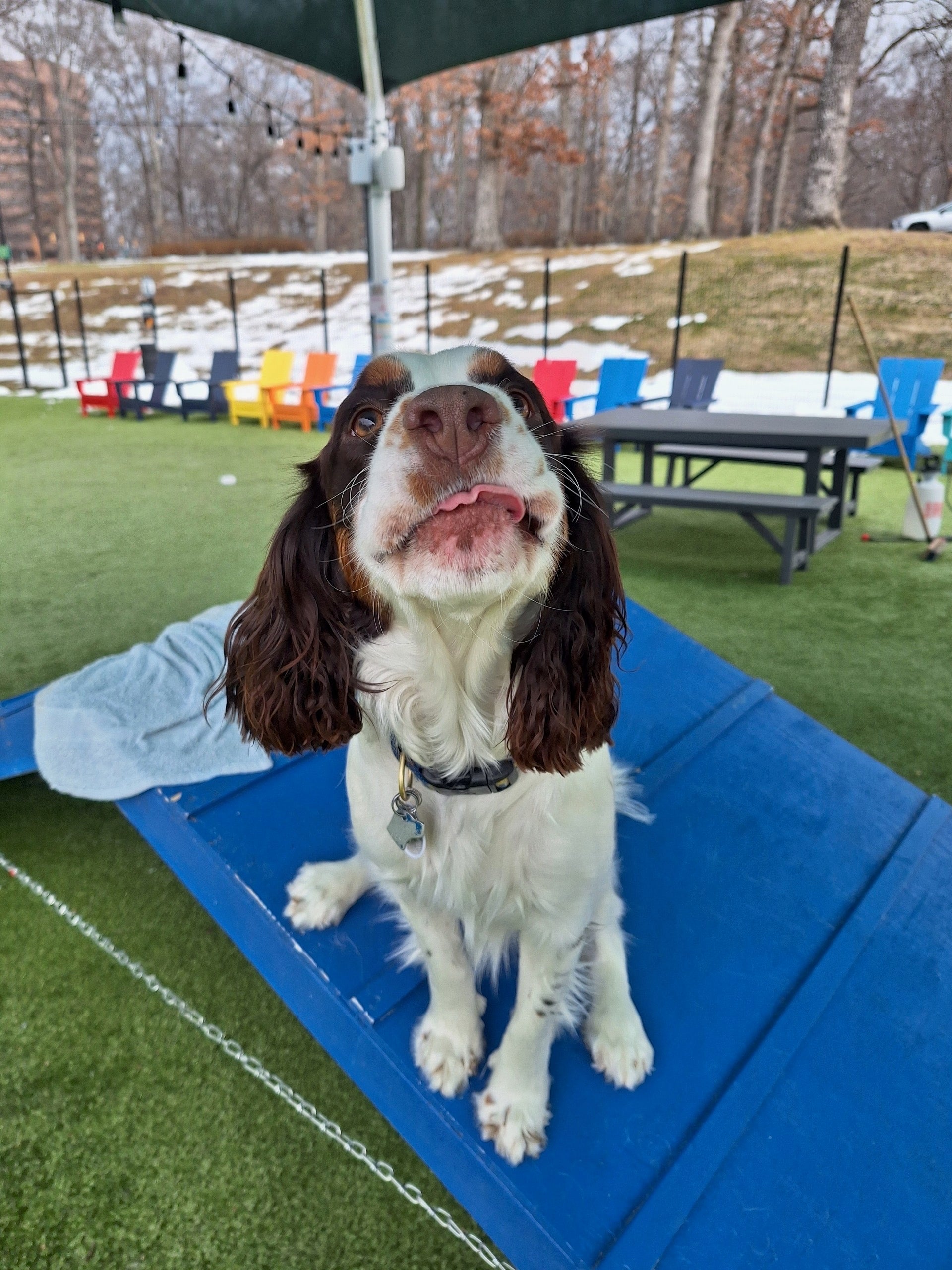 Dog Body Language 101: How to Read What Your Dog Is Telling You