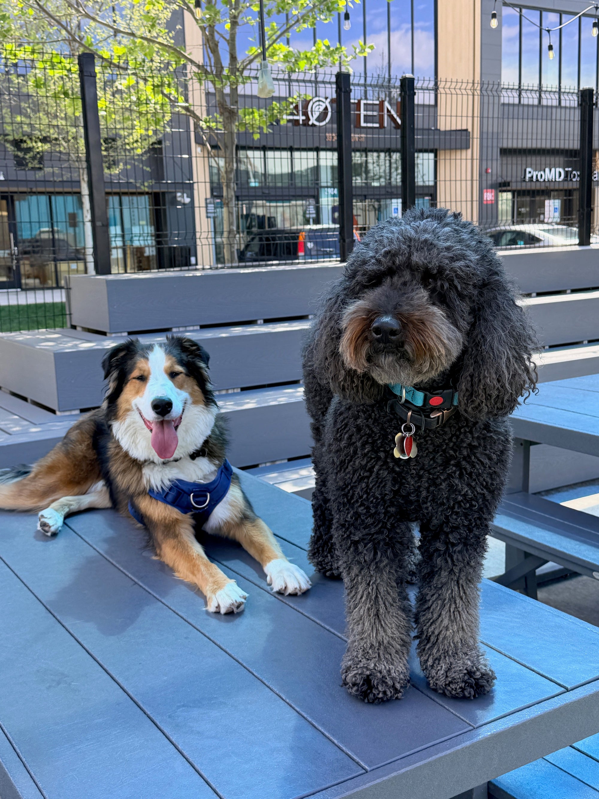 The Best Places to Host a Dog Birthday Party in Baltimore