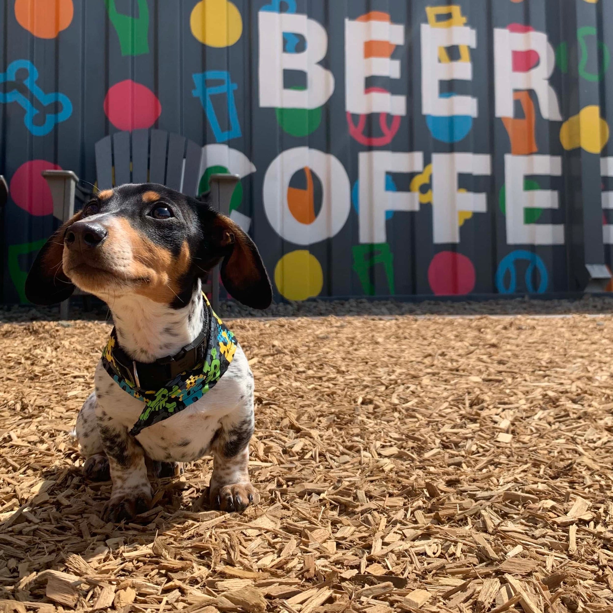 There's a dog bar coming to Philly - 92.5XTU