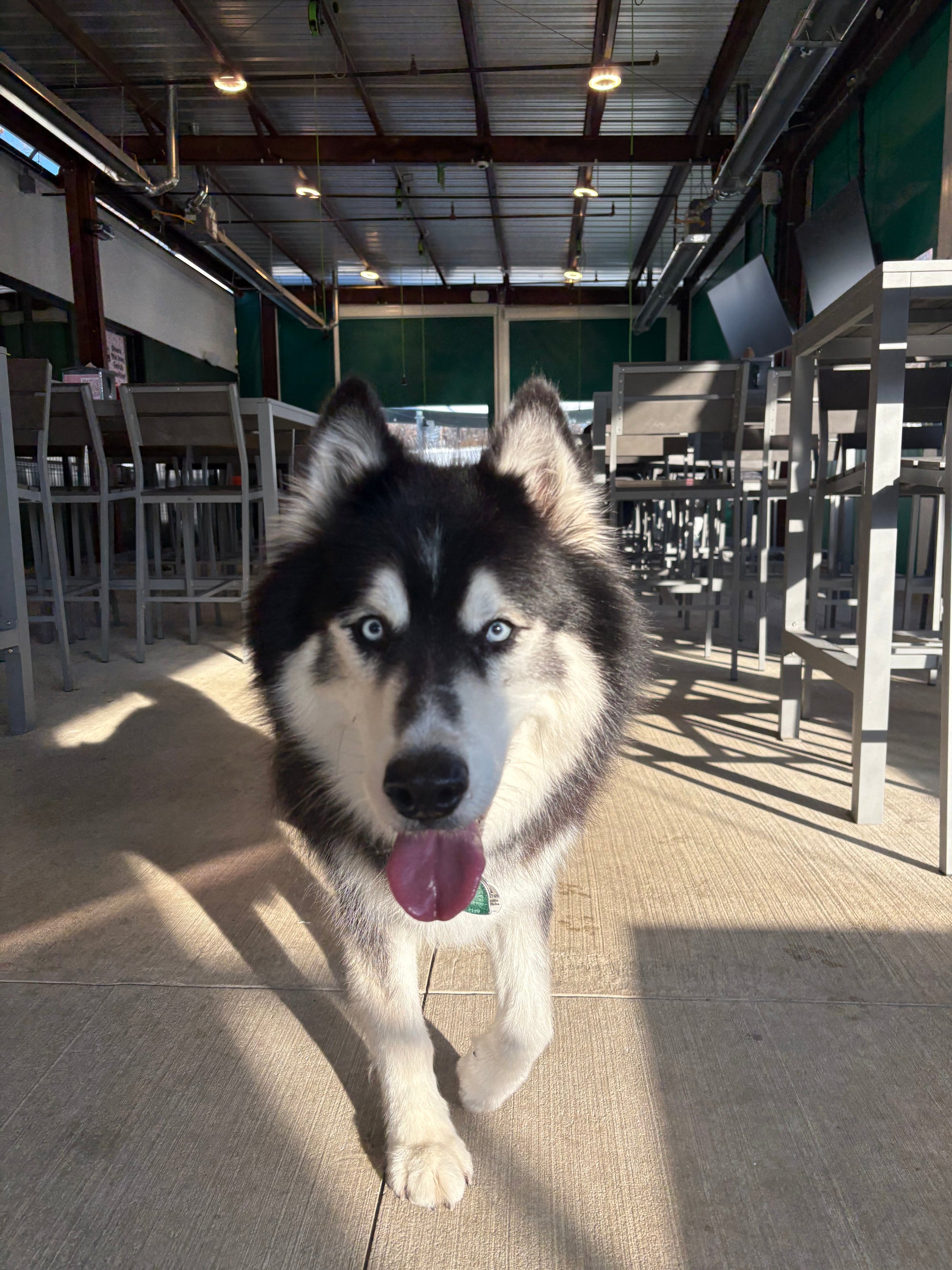 Dog Daycare in Columbia, MD: The Howard County Pet Parent's Complete Guide