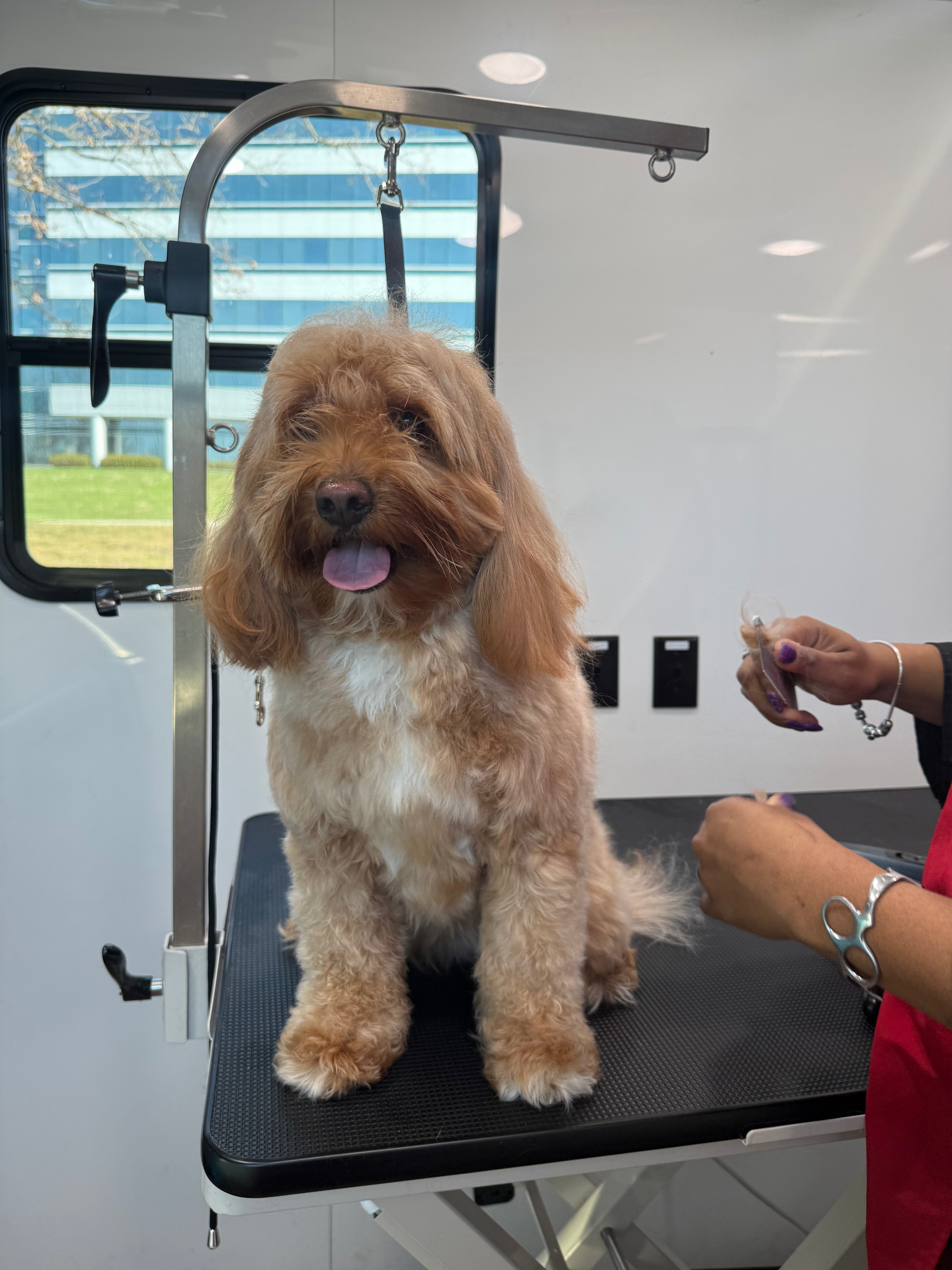Collumibia Dogs How Often Should You Groom Your Dog? A Columbia Dog Owner’s Guide by C ...