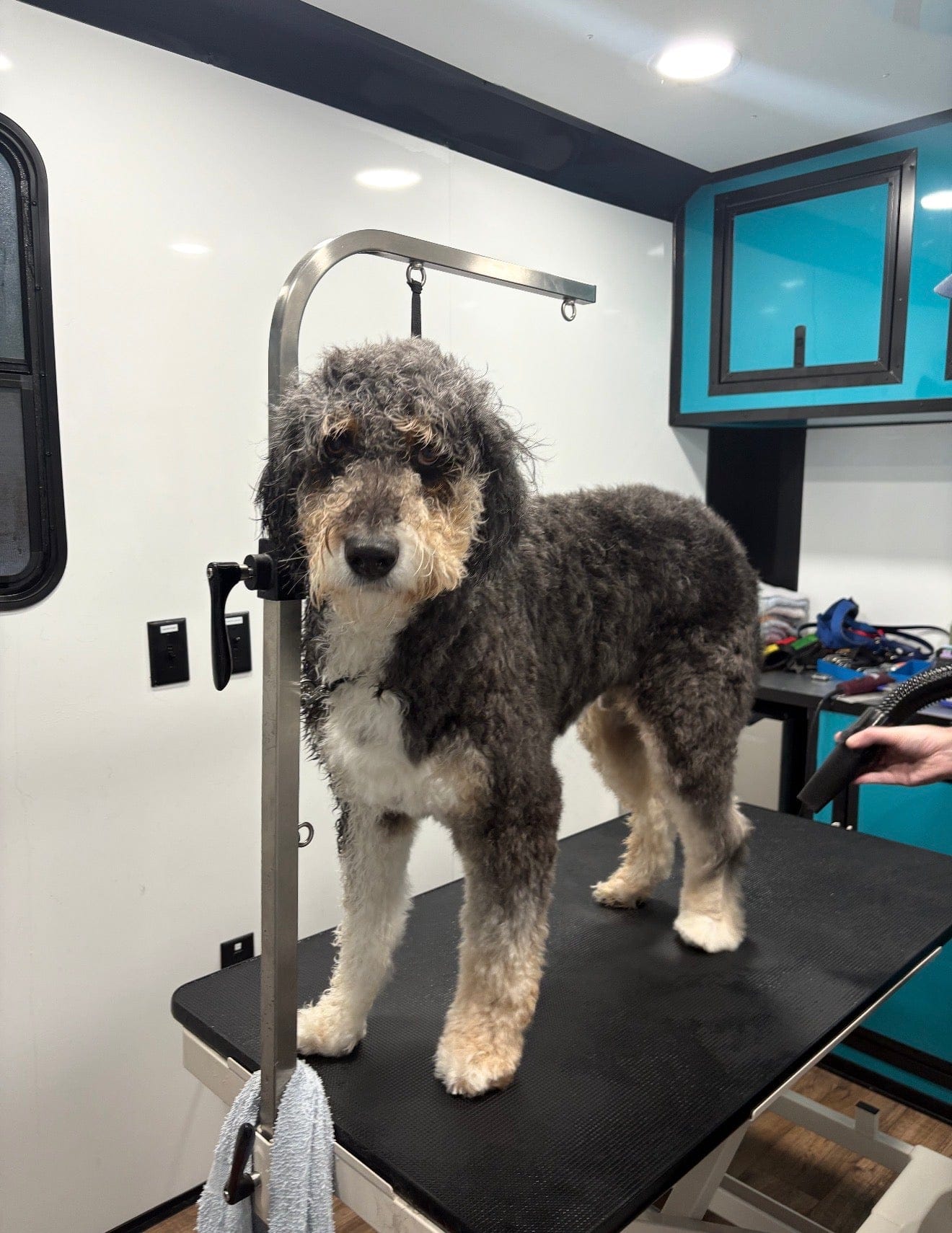 Dog Grooming in Baltimore: What to Expect at Bark Social Canton