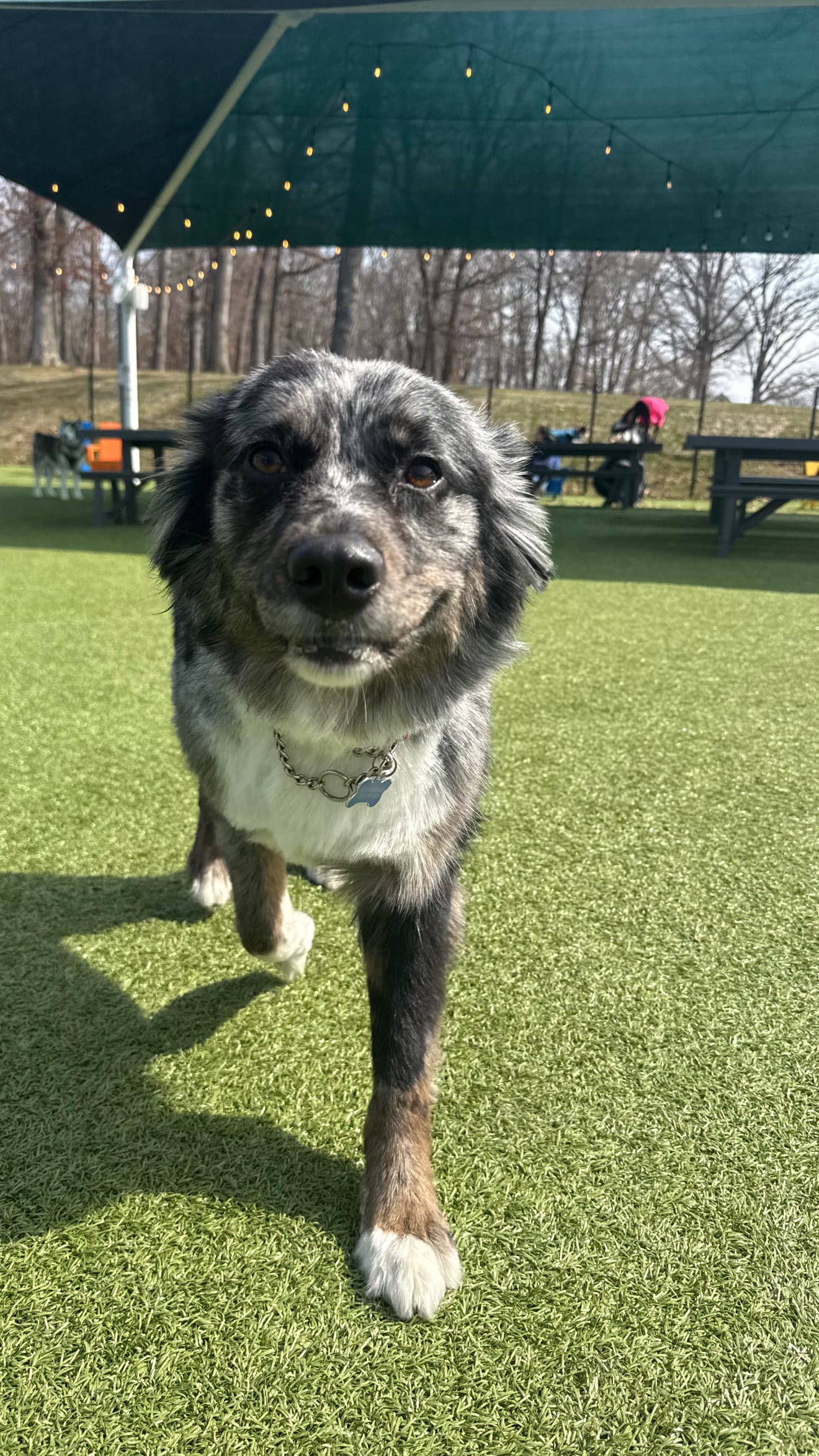 Grooming for Nervous Dogs in Columbia, MD: Why a Calm, One-on-One Experience Matters