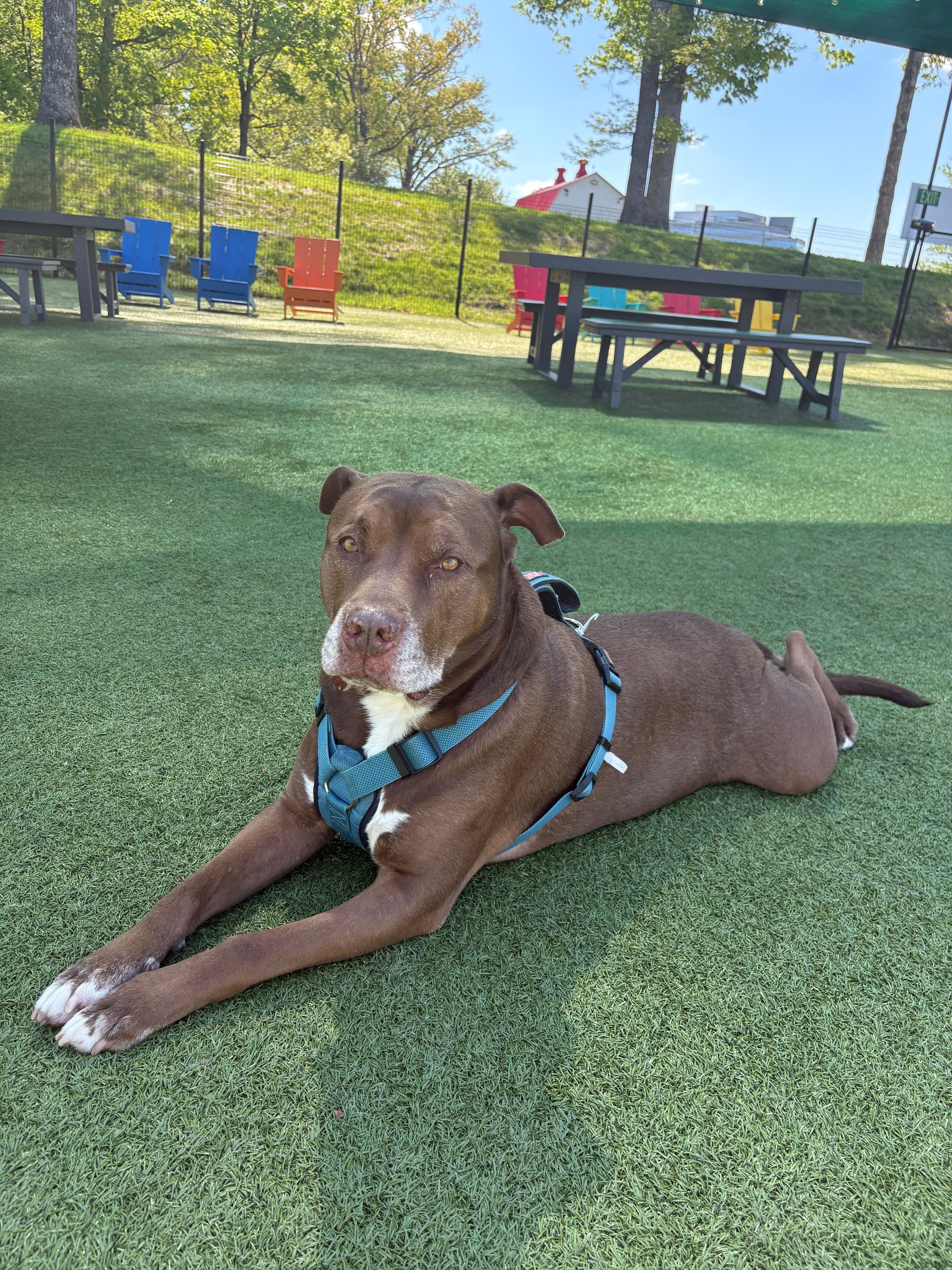 Dog Vaccination Requirements: What You Need Before Any Dog Facility