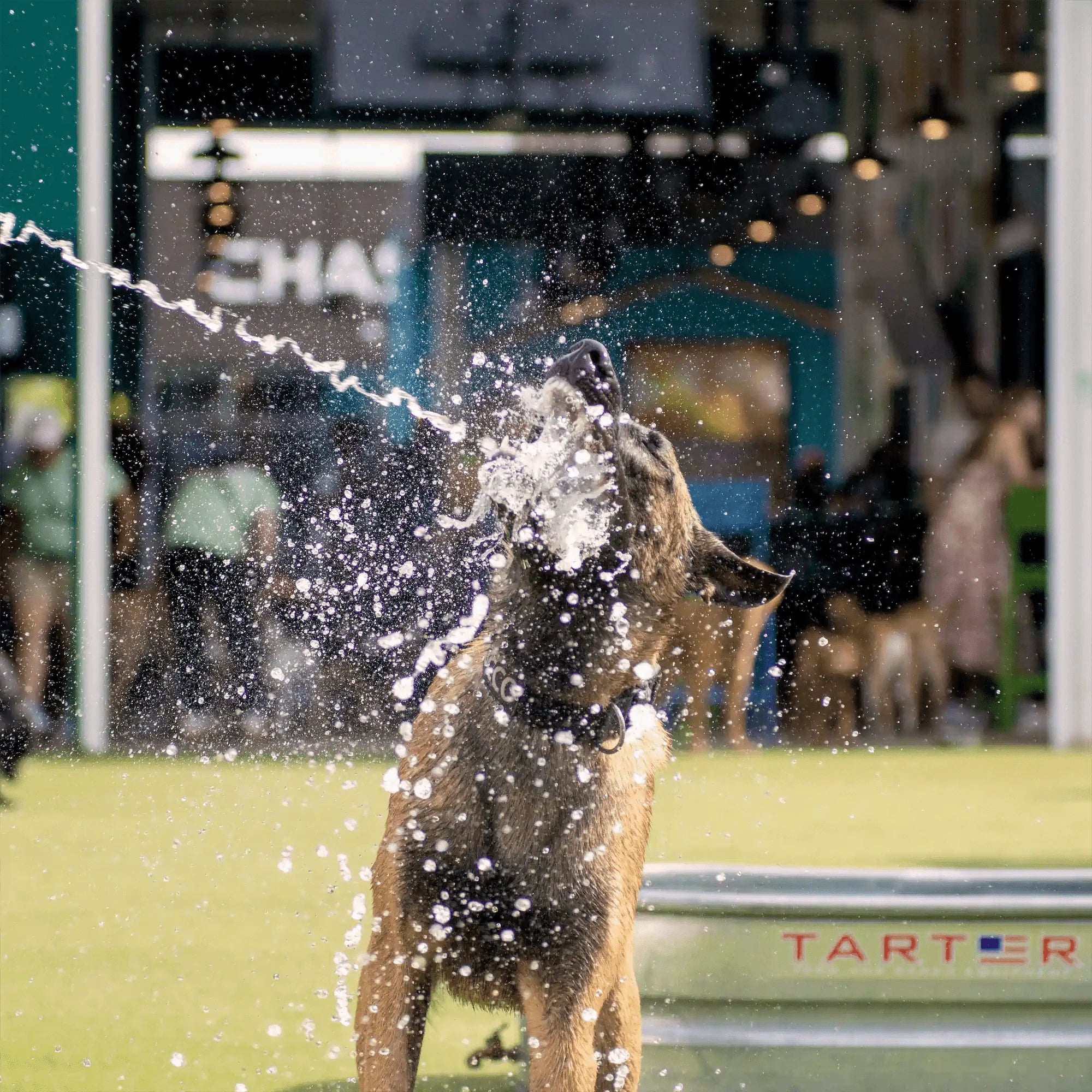 Dog lovers club shop hot sale